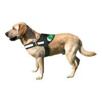 Dog's Reinforced Harness Real Betis Balompié